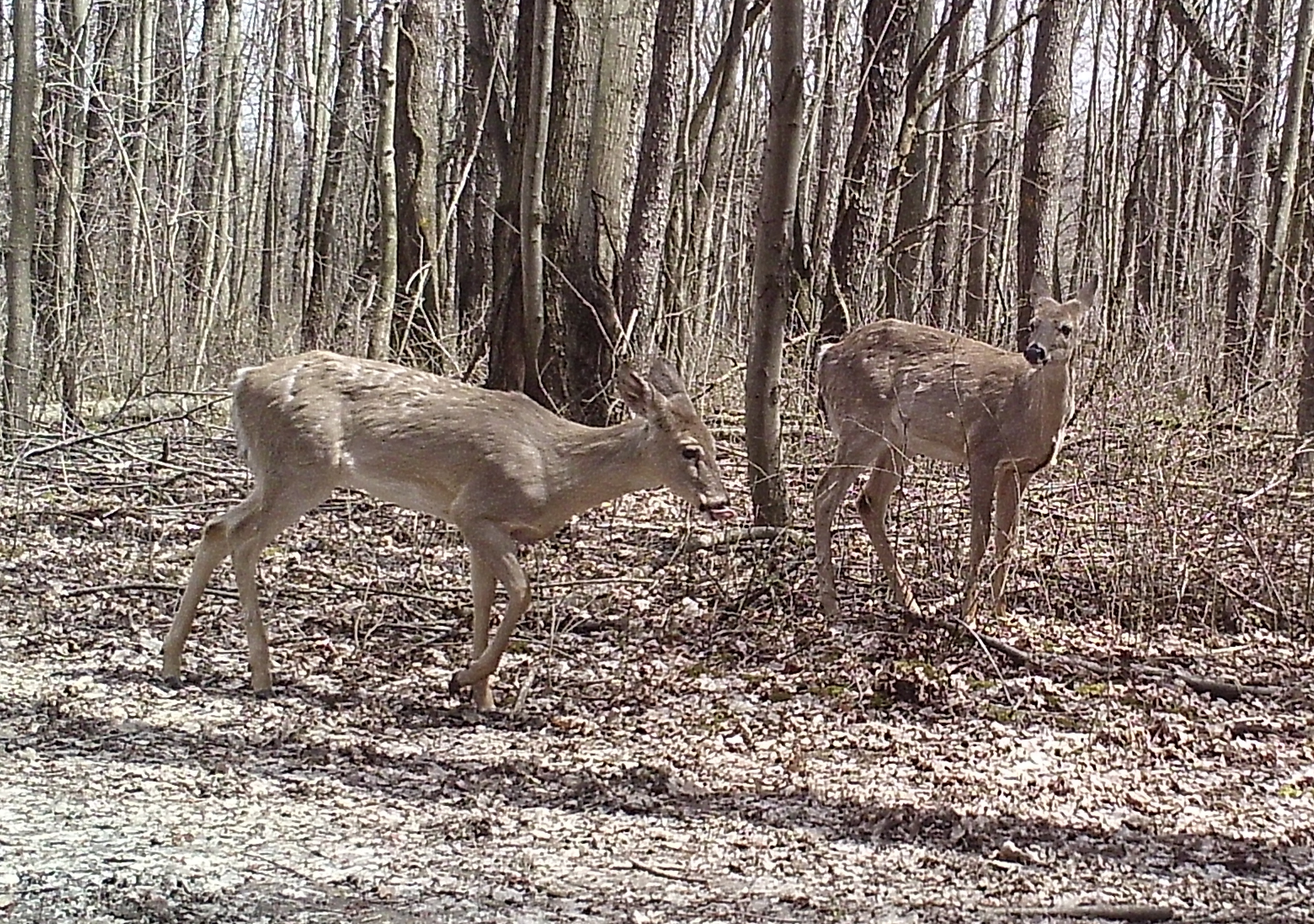 Deer Trail